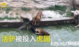 长春动物园爆料视频大全,萌宠瞬间，欢乐无限