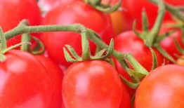 番茄免费小说开心吃瓜,开心吃瓜，畅游文字海洋